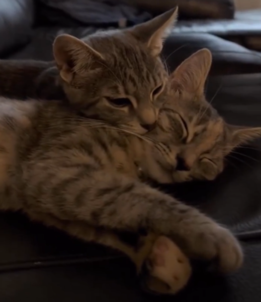 Cheezburger Image 10625168128