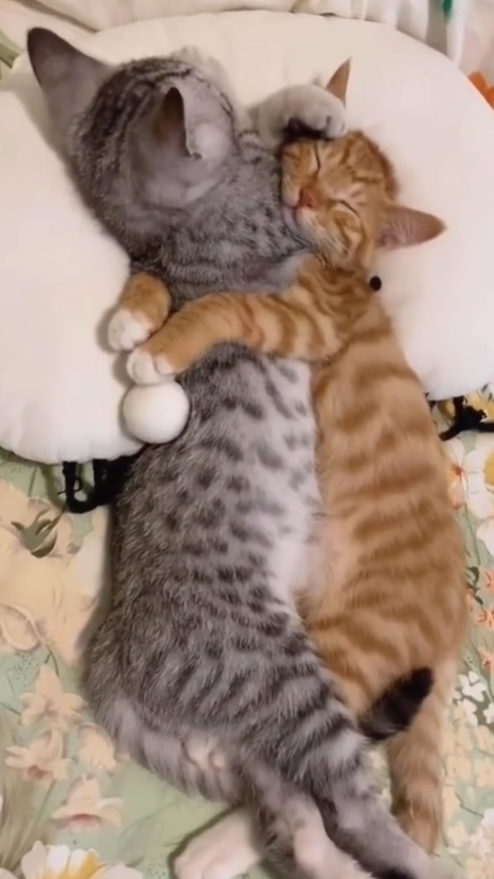 Cheezburger Image 10625168640