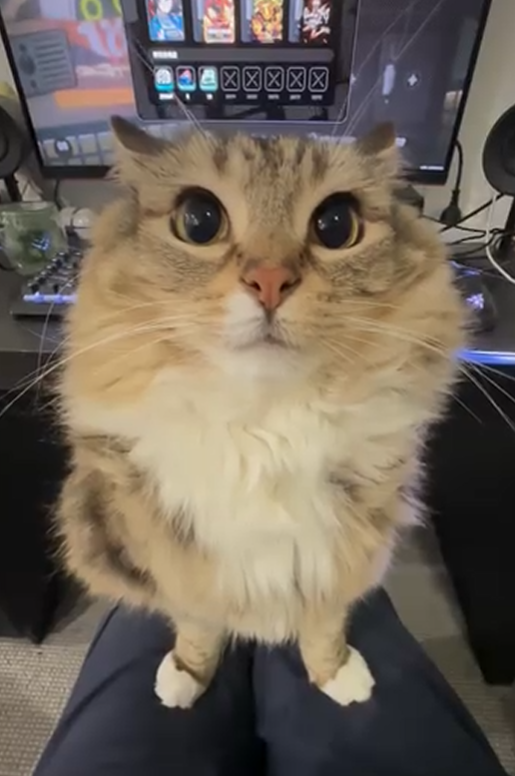 Cheezburger Image 10625169152