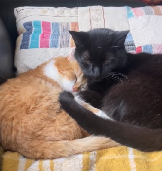 Cheezburger Image 10625169664