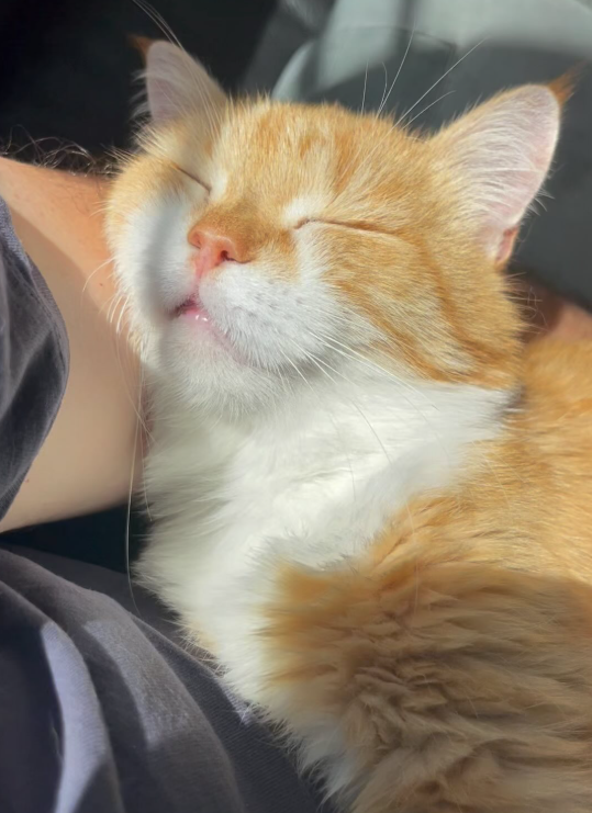 Cheezburger Image 10625169920