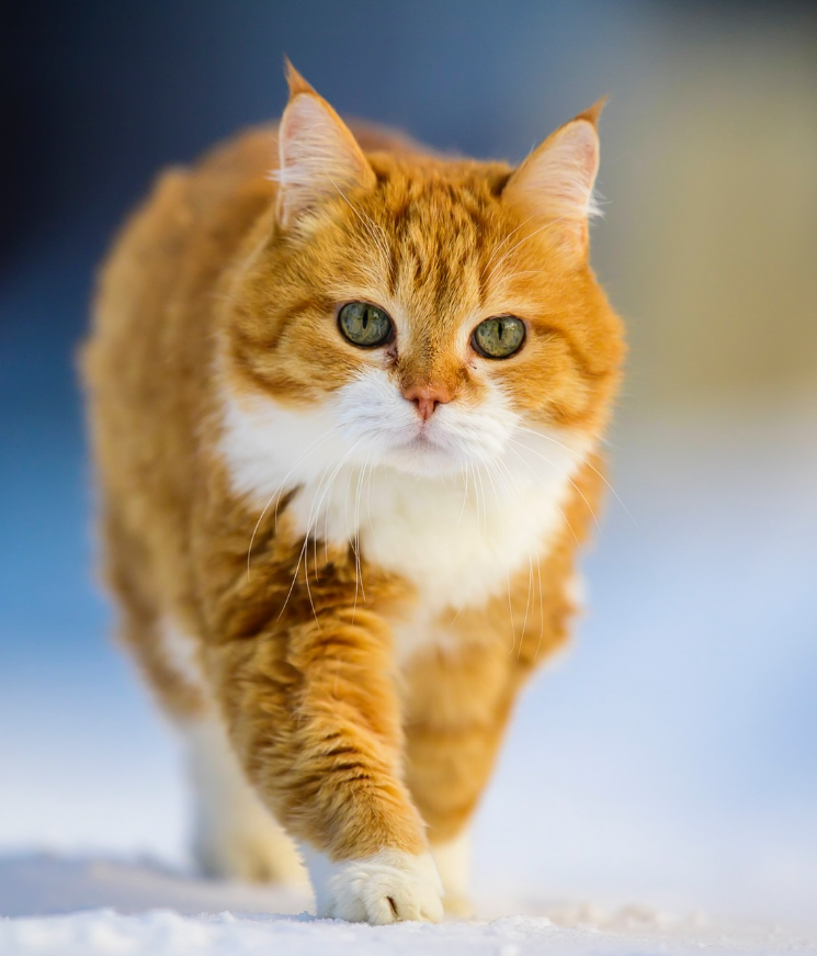 Cheezburger Image 10625170176