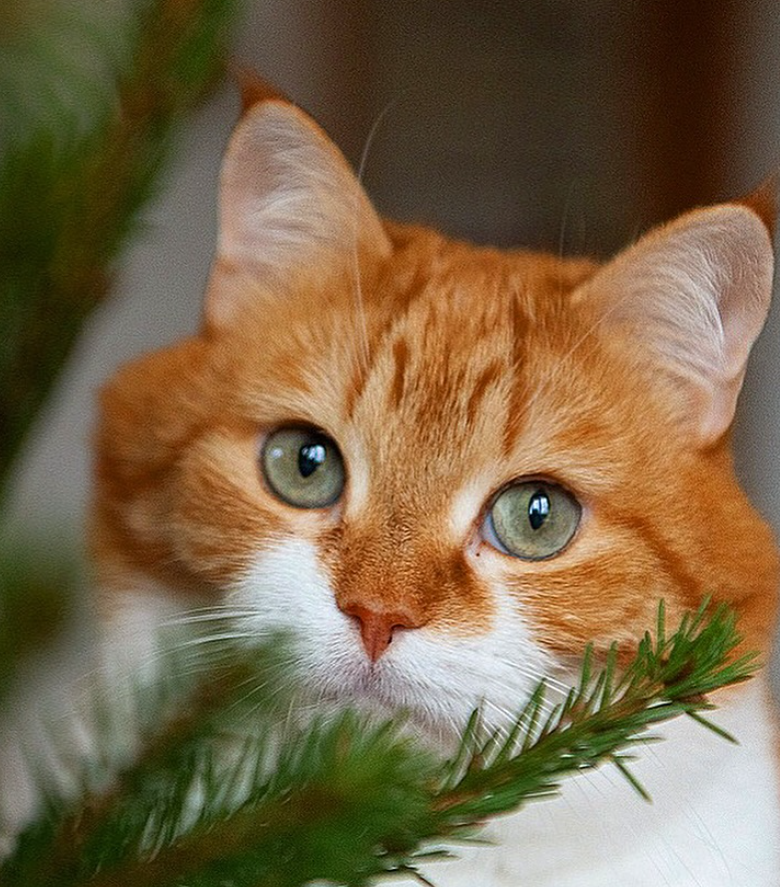 Cheezburger Image 10625170432