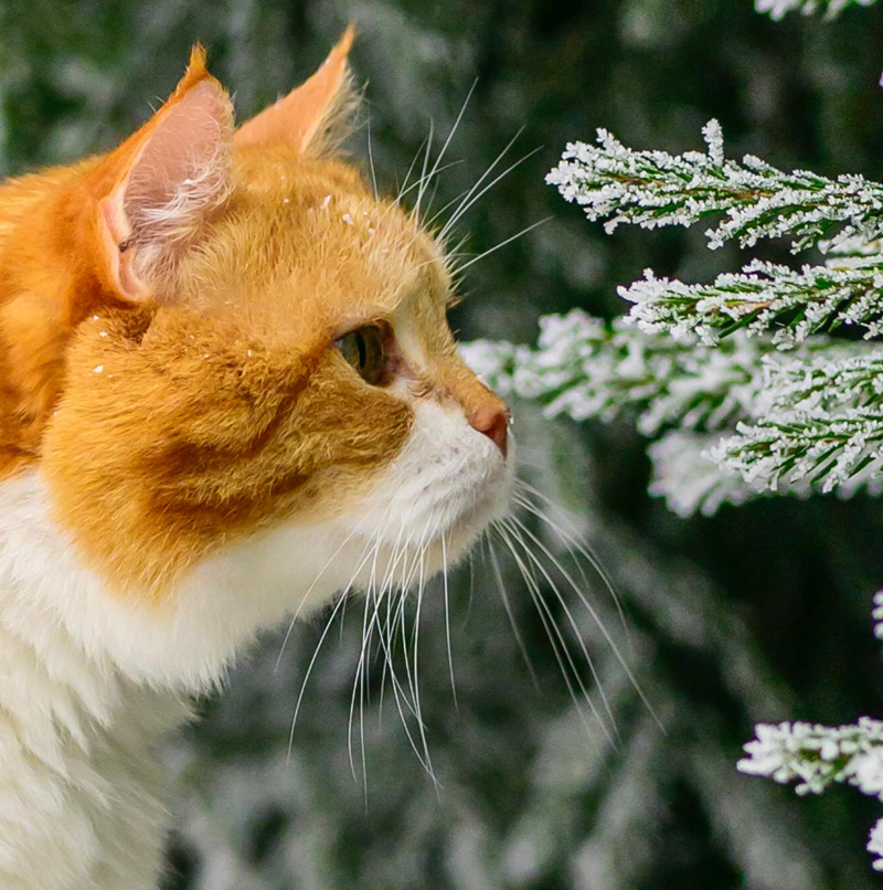 Cheezburger Image 10625170688