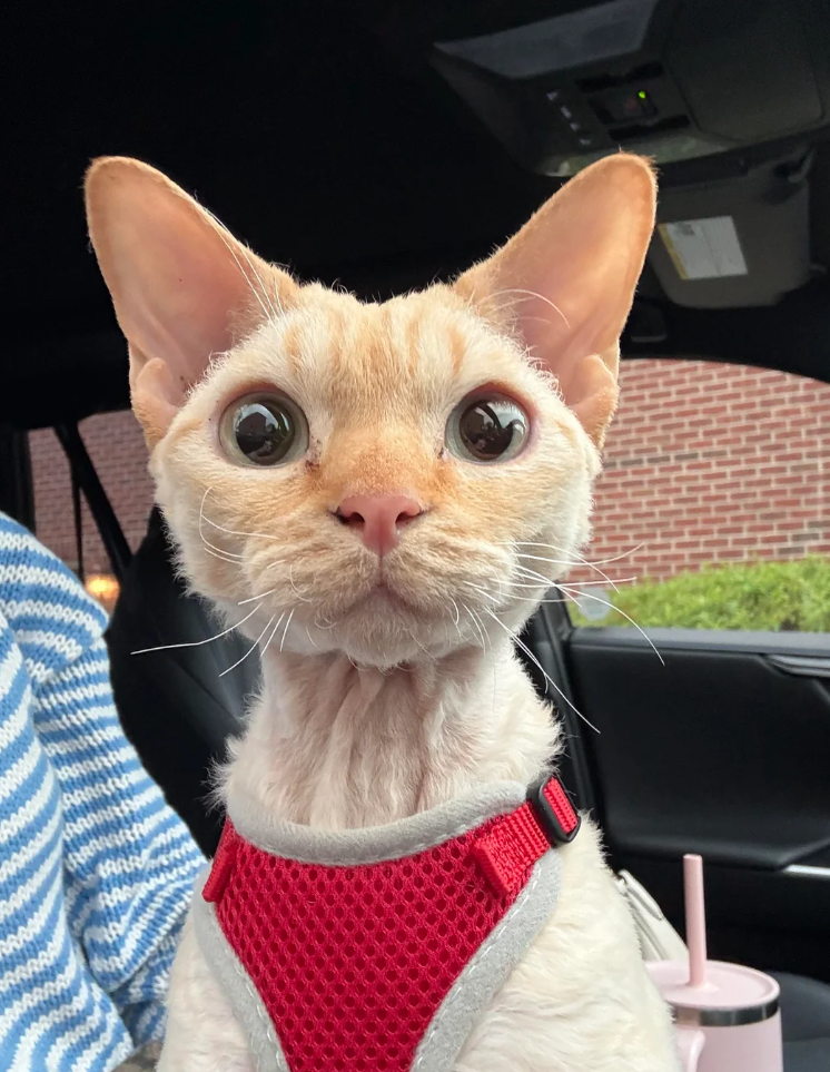 Cheezburger Image 10625170944