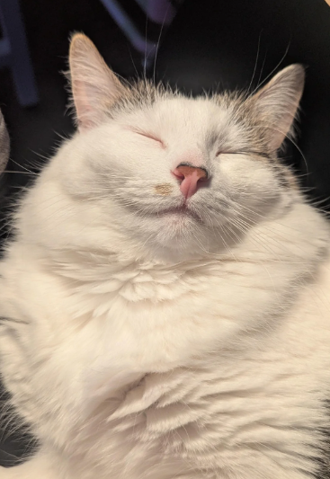 Cheezburger Image 10625171200