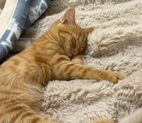 Cheezburger Image 10625171456