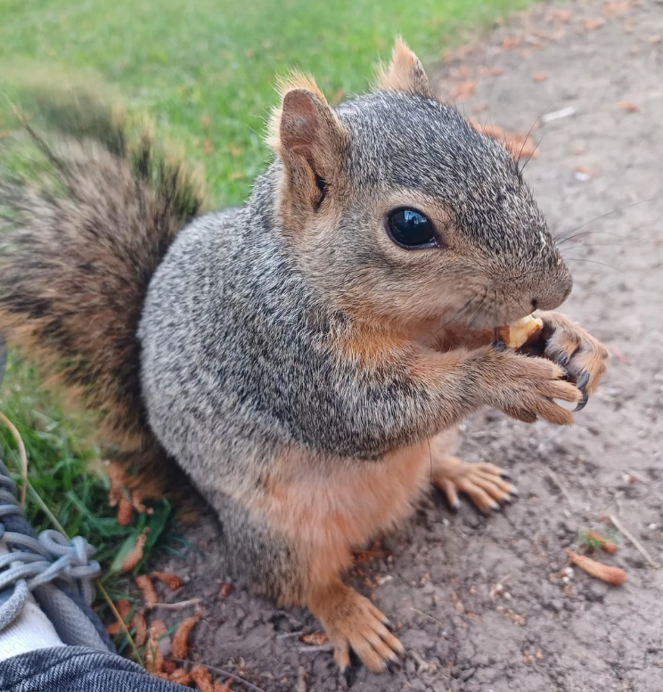 Cheezburger Image 10625172480