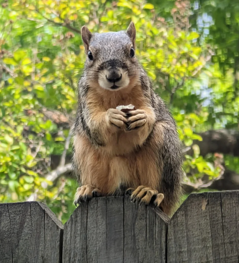 Cheezburger Image 10625172736