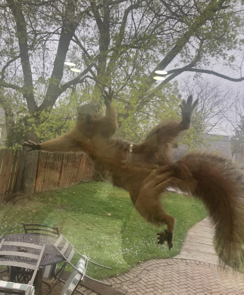 Cheezburger Image 10625173248