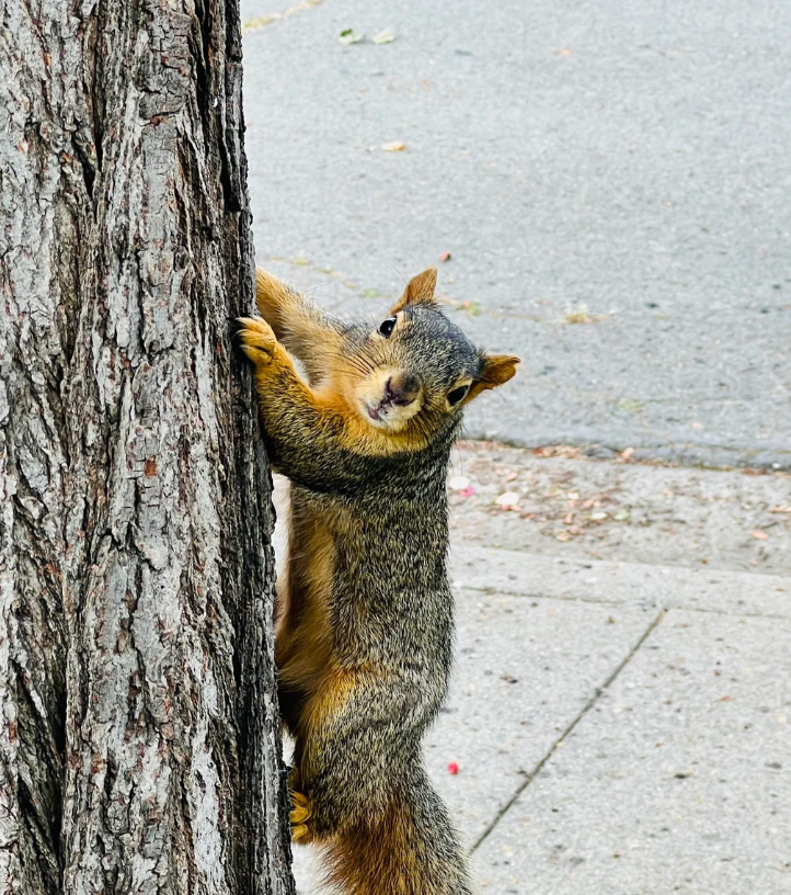 Cheezburger Image 10625173504