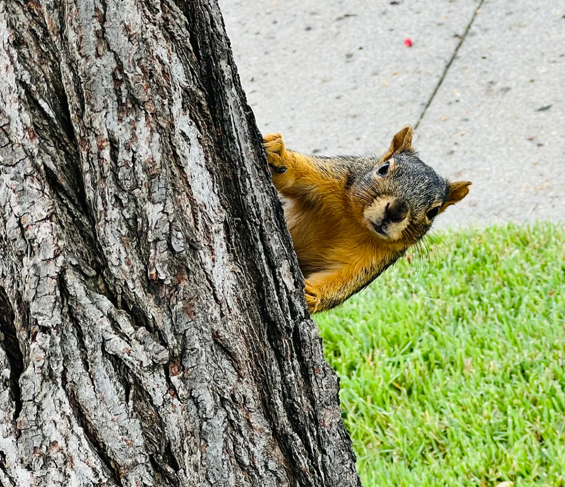 Cheezburger Image 10625173760