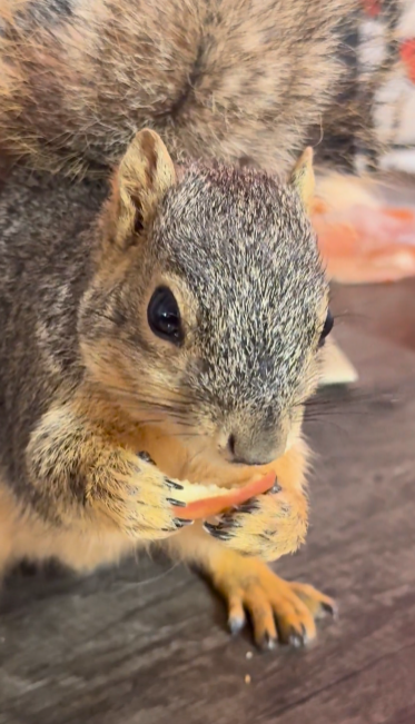 Cheezburger Image 10625174272