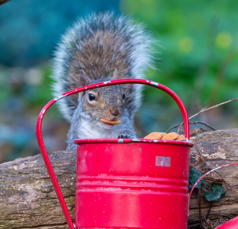 Cheezburger Image 10625174784