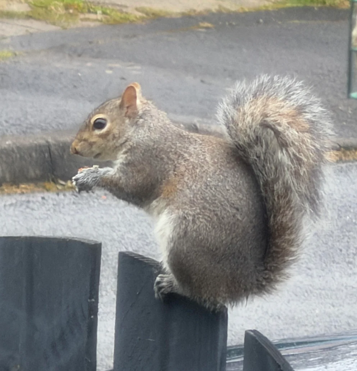 Cheezburger Image 10625175040