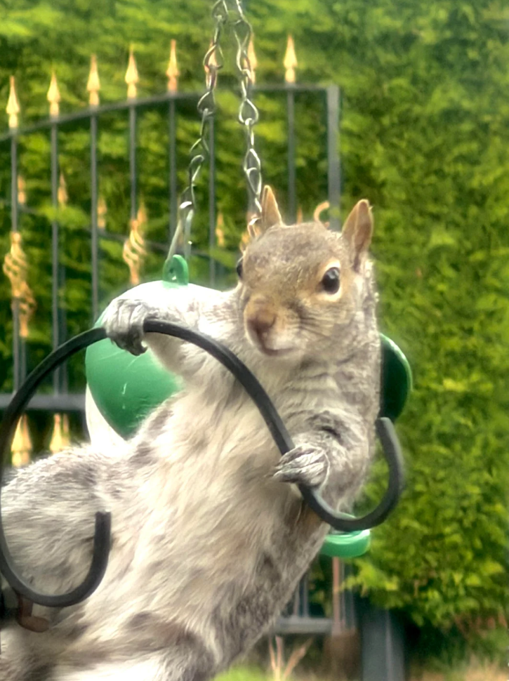 Cheezburger Image 10625175296