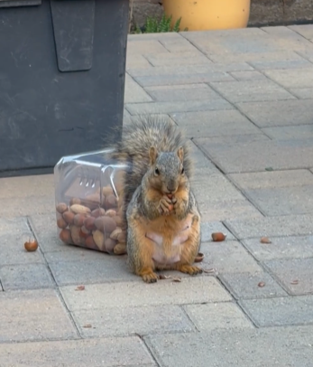 Cheezburger Image 10625175808