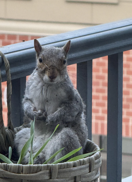 Cheezburger Image 10625176576