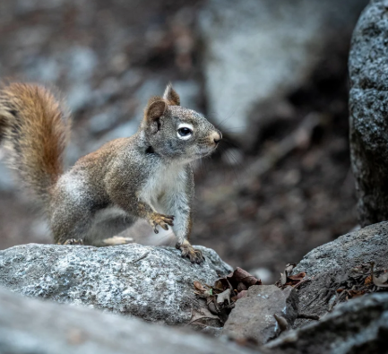 Cheezburger Image 10625176832