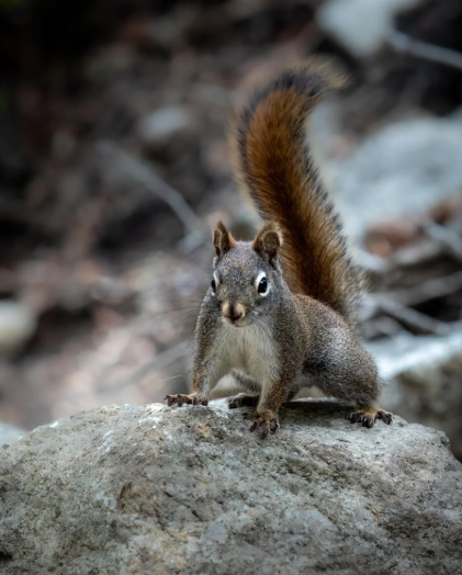 Cheezburger Image 10625177088