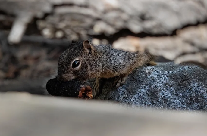 Cheezburger Image 10625177344