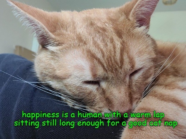 Cheezburger Image 10625183488