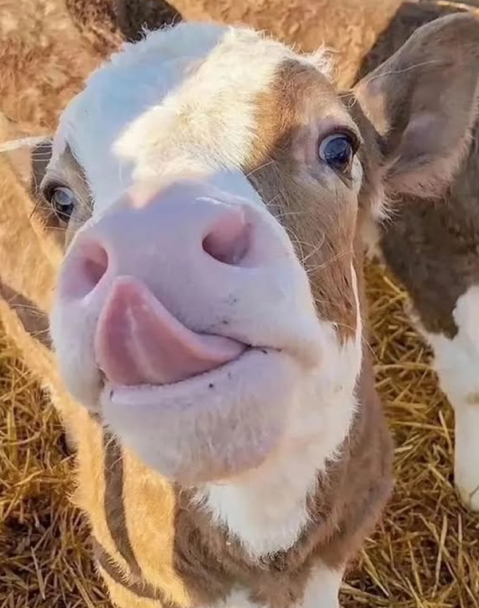 Cheezburger Image 10625193728