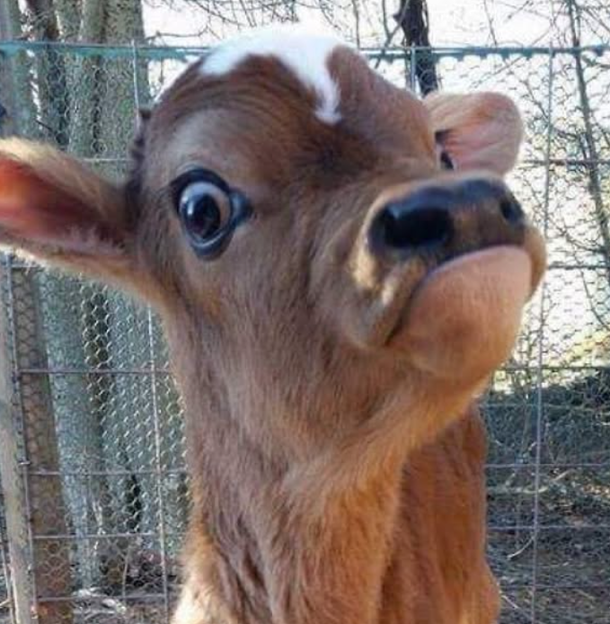 Cheezburger Image 10625194240