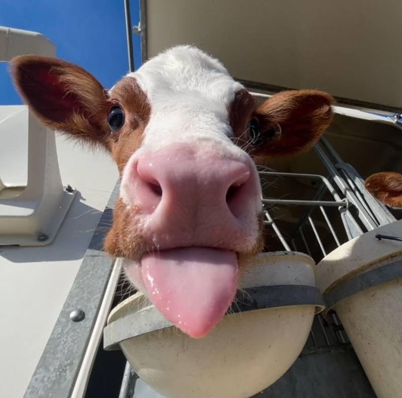 Cheezburger Image 10625195008