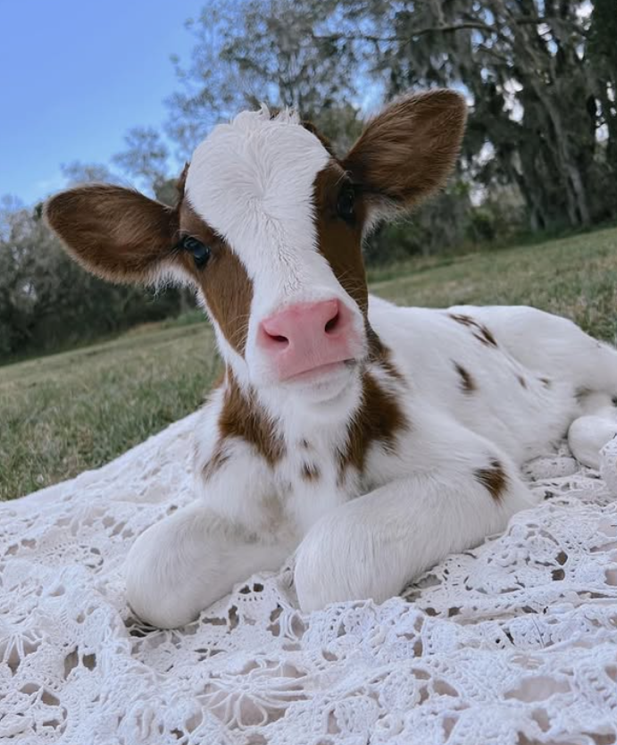 Cheezburger Image 10625195264