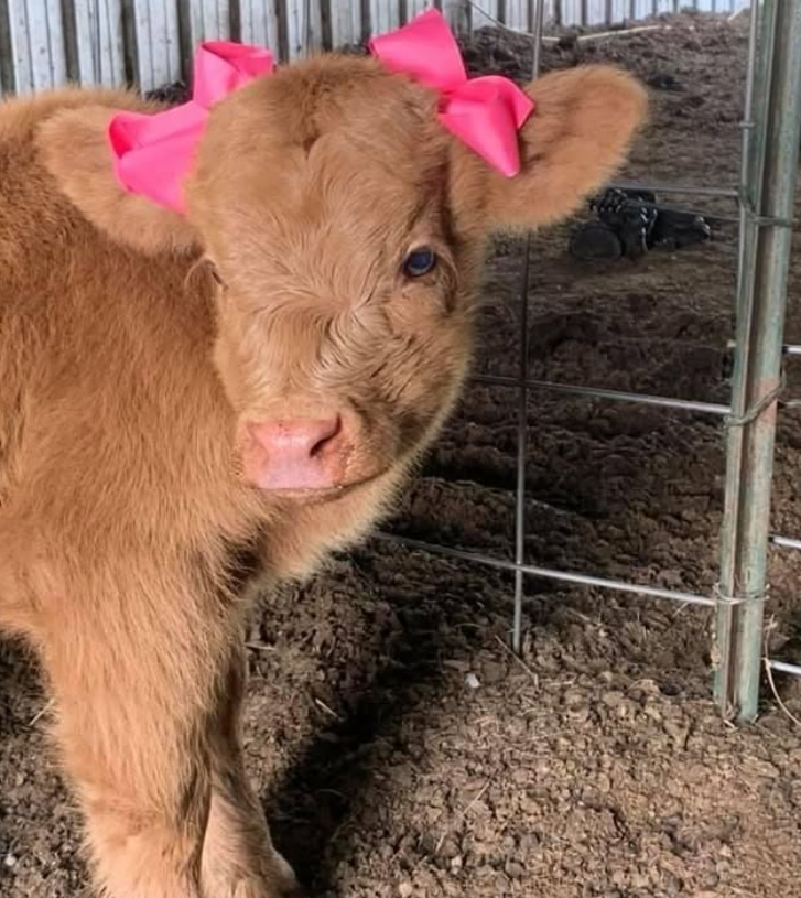 Cheezburger Image 10625195520