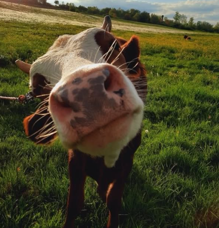 Cheezburger Image 10625196288