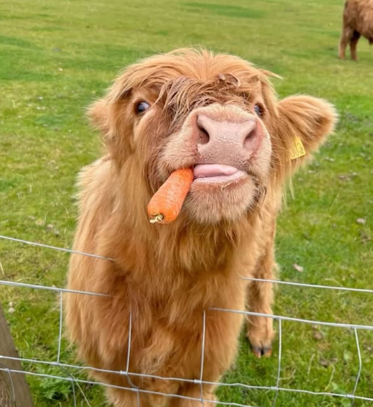 Cheezburger Image 10625196800