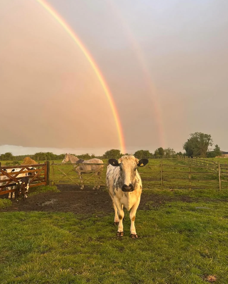 Cheezburger Image 10625197568