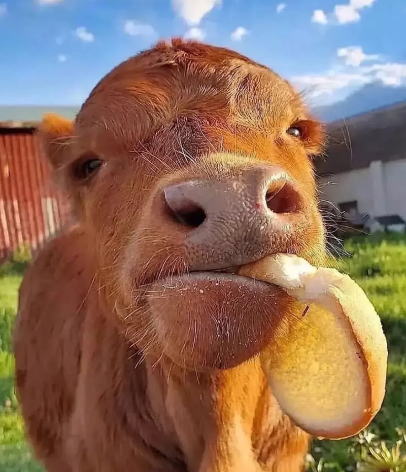 Cheezburger Image 10625198080