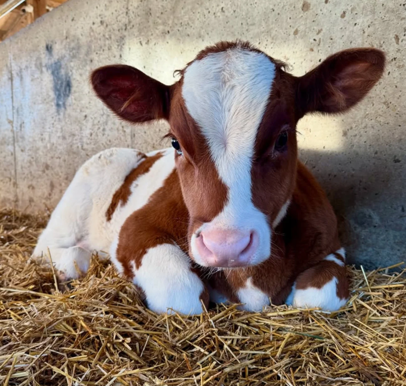 Cheezburger Image 10625198336