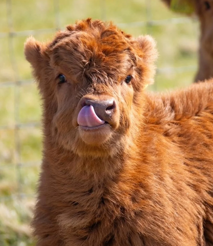 Cheezburger Image 10625198848