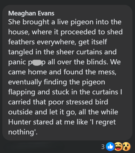 Meaghan Evans She brought a live pigeon into the house, where it proceeded to shed feathers everywhere, get itself tangled in the sheer curtains and panic pop all over the blinds. We came home and found the mess, eventually finding the pigeon flapping and stuck in the curtains | carried that poor stressed bird outside and let it go, all the while Hunter stared at me like 'l regret nothing'.
