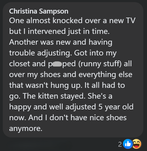 Christina Sampson One almost knocked over a new TV but I intervened just in time. Another was new and having trouble adjusting. Got into my closet and poped (runny stuff) all over my shoes and everything else that wasn't hung up. It all had to go. The kitten stayed. She's a happy and well adjusted 5 year old now. And I don't have nice shoes anymore. 21