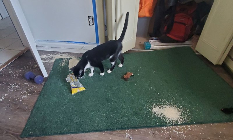 Cheezburger Image 10625201664