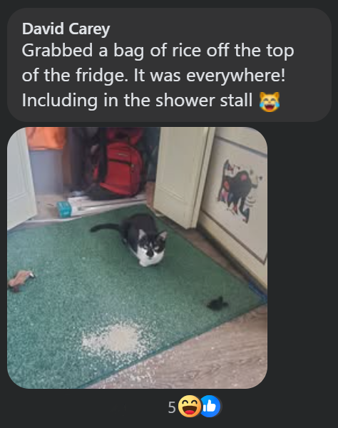 David Carey Grabbed a bag of rice off the top of the fridge. It was everywhere! Including in the shower stall 5