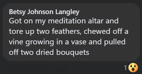 Betsy Johnson Langley Got on my meditation altar and tore up two feathers, chewed off a vine growing in a vase and pulled off two dried bouquets 10