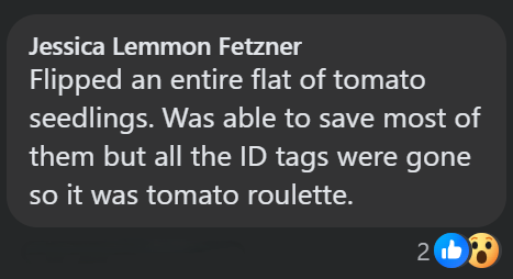 Jessica Lemmon Fetzner Flipped an entire flat of tomato seedlings. Was able to save most of them but all the ID tags were gone so it was tomato roulette. 20