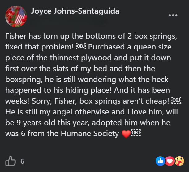 Joyce Johns-Santaguida Fisher has torn up the bottoms of 2 box springs, fixed that problem! OB Purchased a queen size piece of the thinnest plywood and put it down first over the slats of my bed and then the boxspring, he is still wondering what the heck happened to his hiding place! And it has been weeks! Sorry, Fisher, box springs aren't cheap! OBJ: He is still my angel otherwise and I love him, will be 9 years old this year, adopted him when he was 6 from the Humane Society B 6