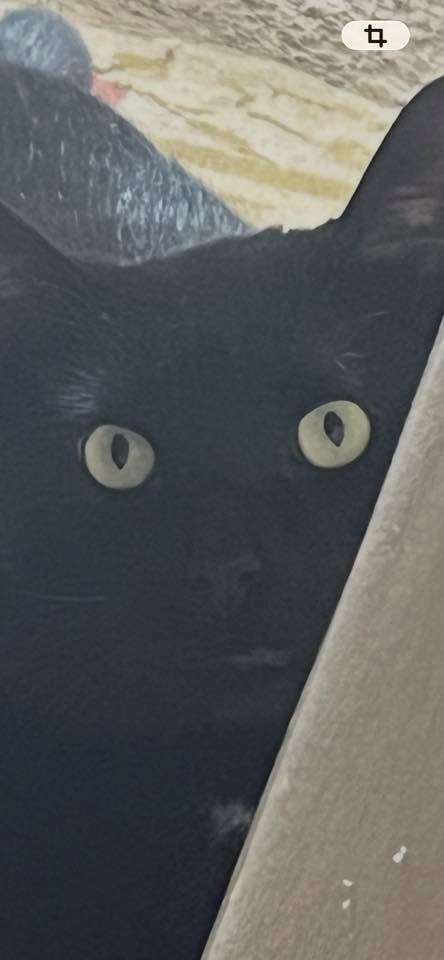 Cheezburger Image 10625207040