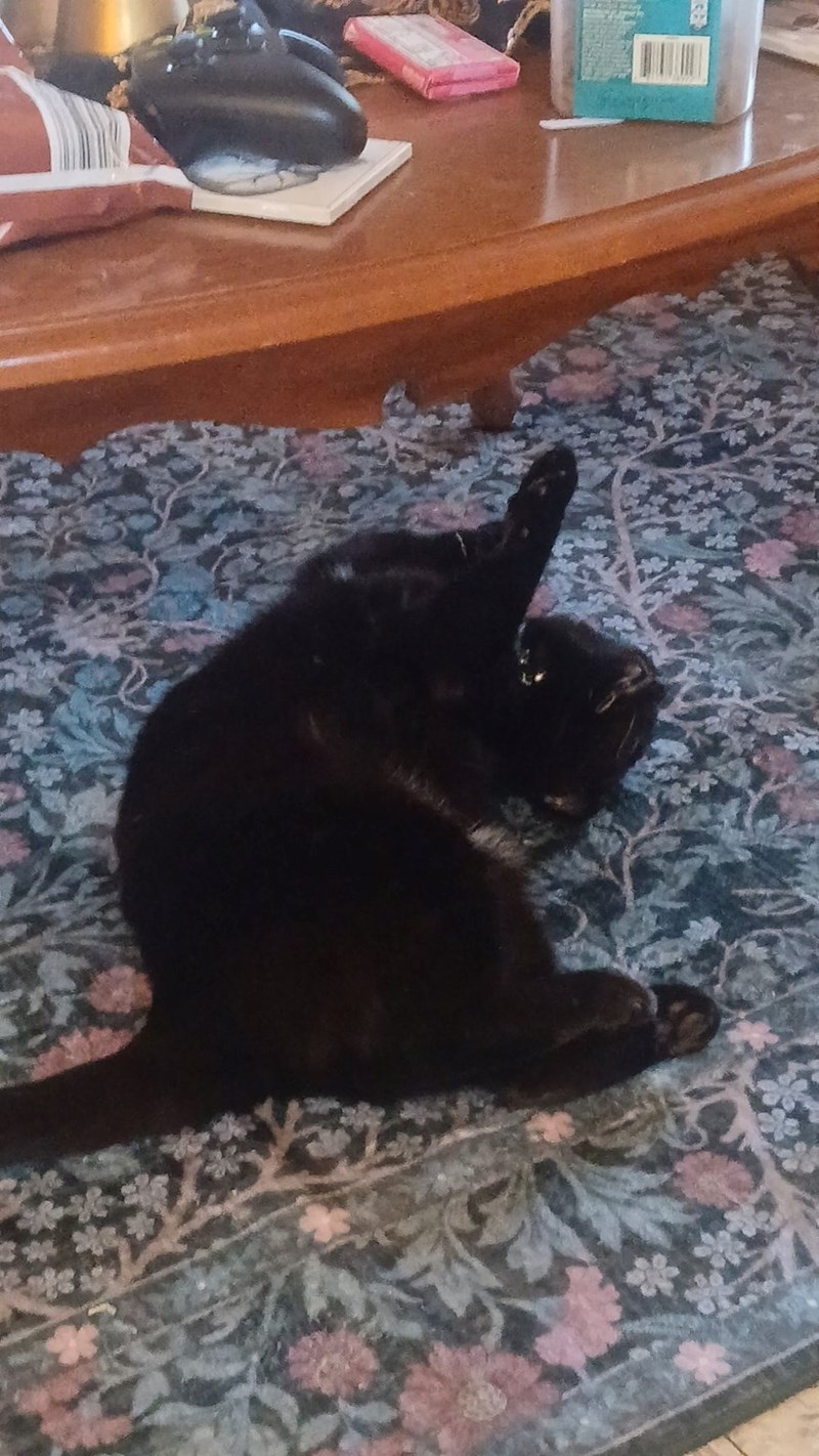 Cheezburger Image 10625207552