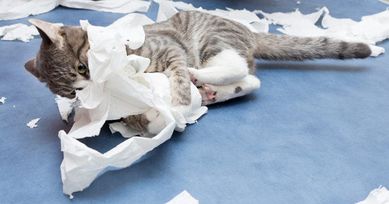 Cat tearing up a roll of toilet paper, making a mess on the bathroom floor.