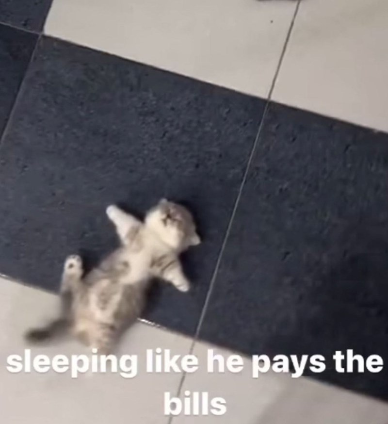 sleeping like he pays the bills