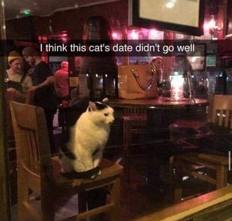 I think this cat's date didn't go well
