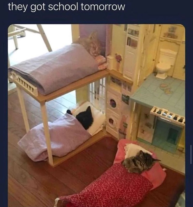 they got school tomorrow 145